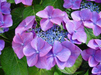 lilac blue lacecap hydrangea